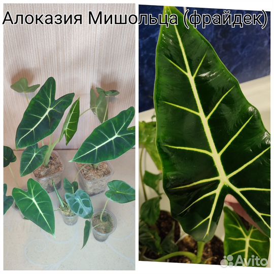Алоказии