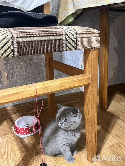 Шотландские вислоухие котята