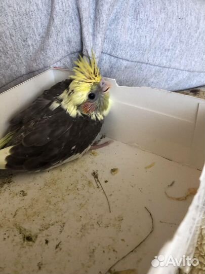 Попугай карелла