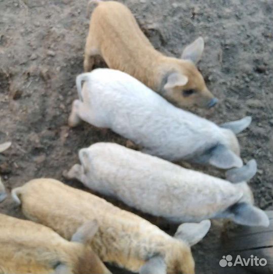 Венгерская мангалица