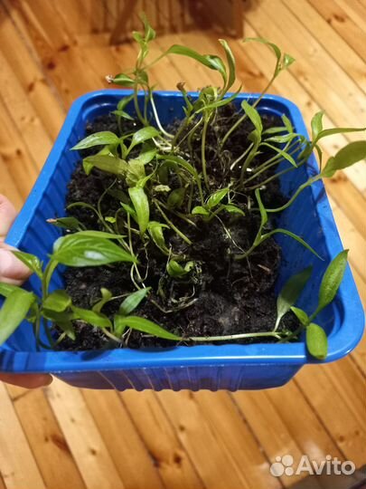 Рассада перцев