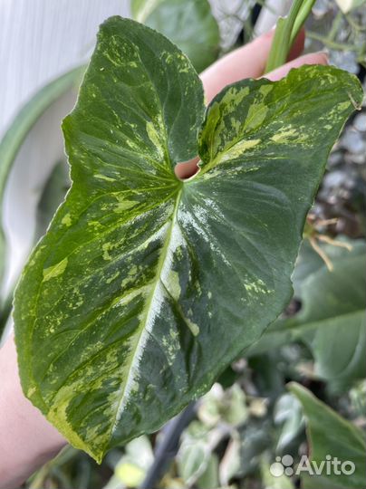 Сингониум Scrambled eggs / Яичница