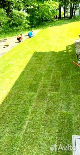 Рулонный газон