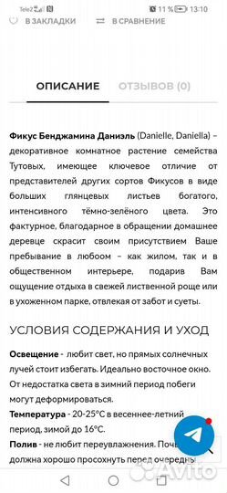 Фикус Бенджамина Даниель 70см