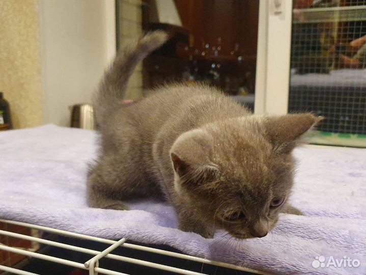 Котёнок девочка