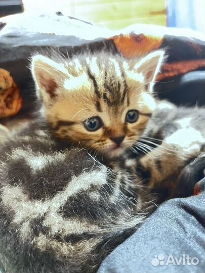 Шотладские котята