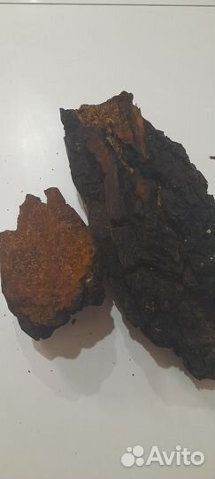 Чага березовая