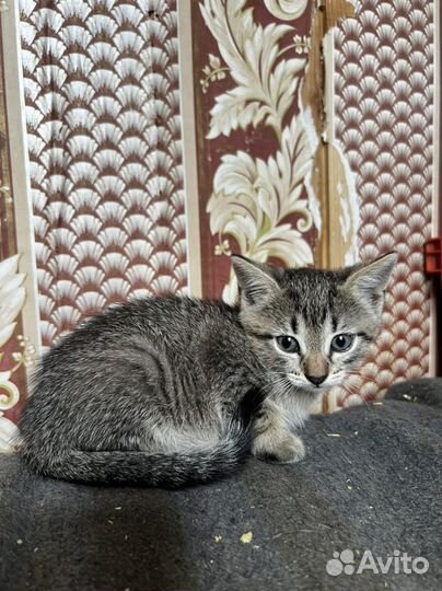 Котята ищут дом