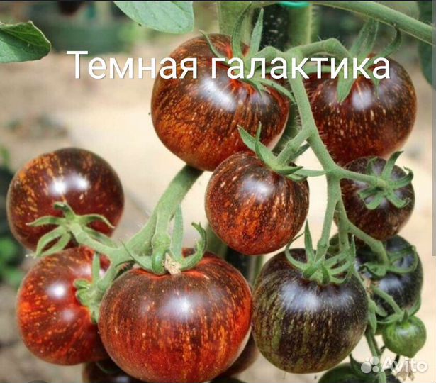 Семена сортовых томатов