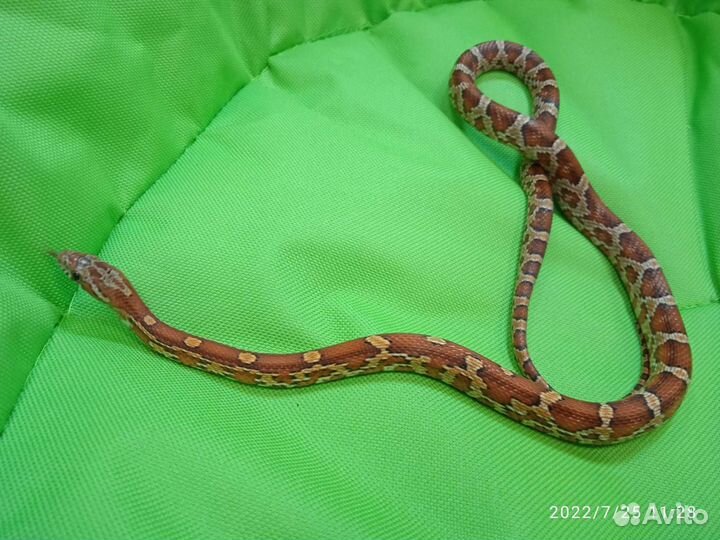 Маисовый полоз