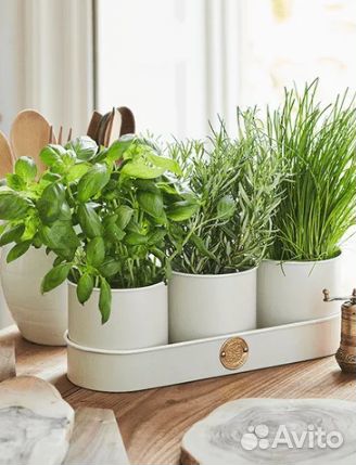 Растения чайные: липпия, ашваганда