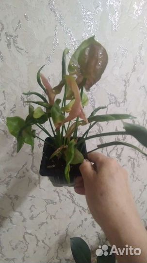 Сингониум Неон Рабуста