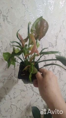 Сингониум Неон Рабуста