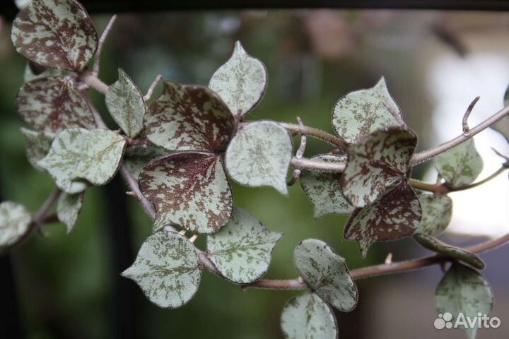Hoya curtisii silver, small leaves