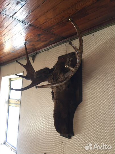 Чучело головы лося, рога оленя