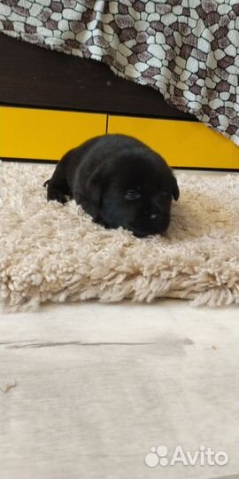 Щенки лабрадора