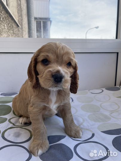 Щенки спаниелей