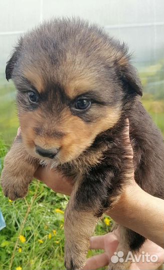 Щенки в хорошие руки