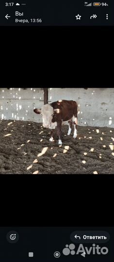 Бычок герефорд