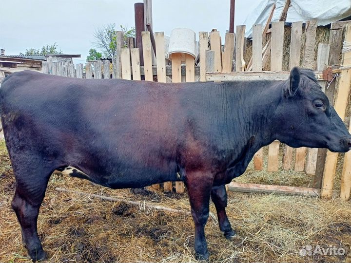 Продается стельная тёлка, цена договорная