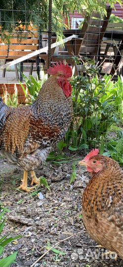 Инкубационное яйцо белефельдер