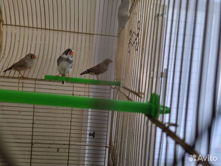 Зебровые амадины с клеткой