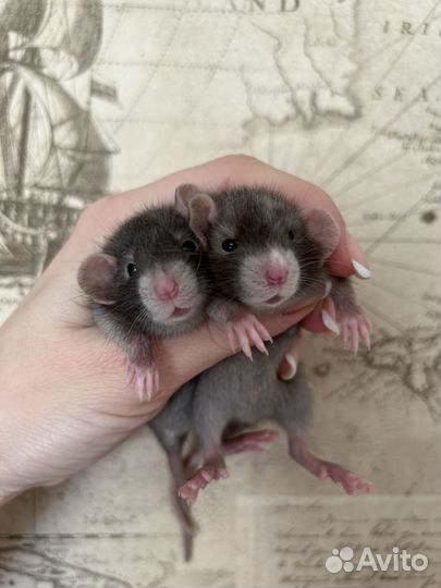 Ручные Крысята редкого окраса Devil