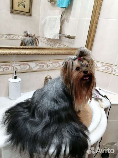 Йоркширский терьер