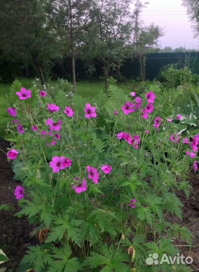 Продам сортовые садовые многолетники