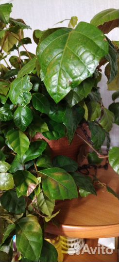 Цисус березка