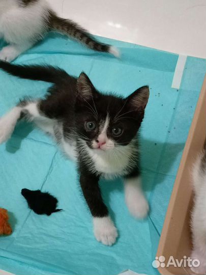 Чудесный крепыш котенок в добрые руки