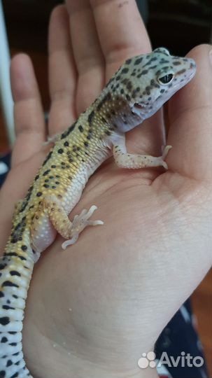 Эублефар мак сноу