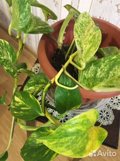 Сциндапсус,эпипремнум вариегатный