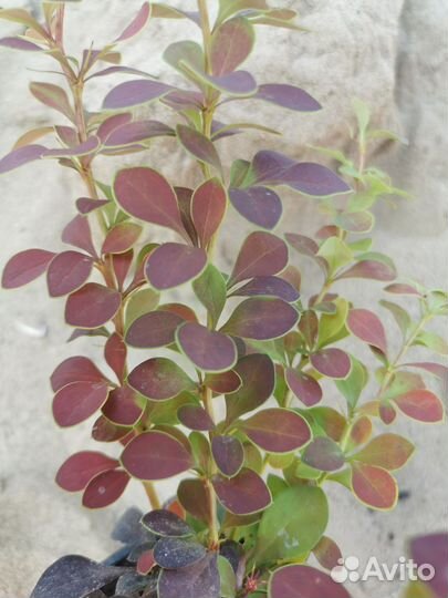 Барбарис, Барбарис Тунберга Golden Ring (Голден)