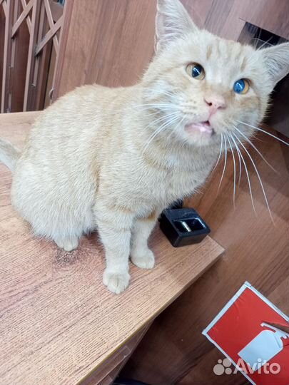 Кот в дар бесплатно