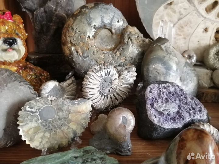 Аммониты Минералы Окаменелости Септарии Жеоды