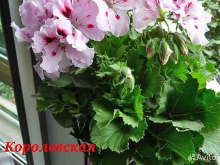 Комнатные цветы