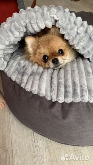 Лежанка для животных