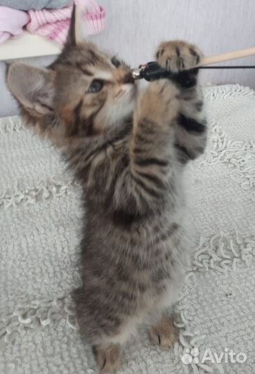 Котенок