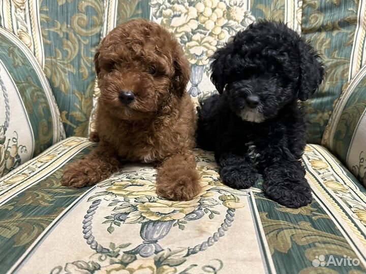 Йоркипу F1 мини и стандарт (гибрид)