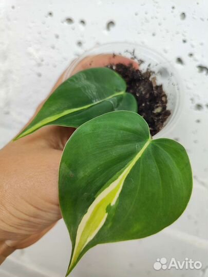 Эпипремнум пиннатум вайт, Сциндапсус Сноу Квин