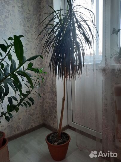 Пальма драцена