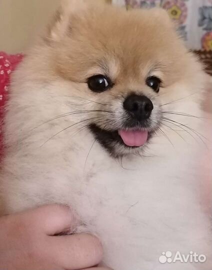 Померанский шпиц вязка