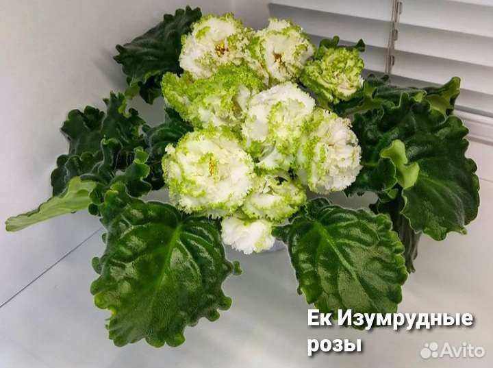 Ле Владимир