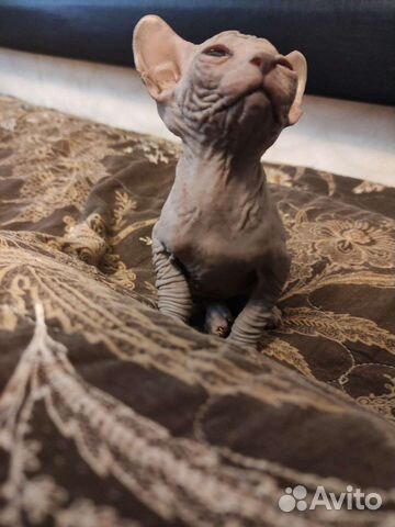 Донской сфинкс котята купить в Йошкар-Оле  объявление продам
