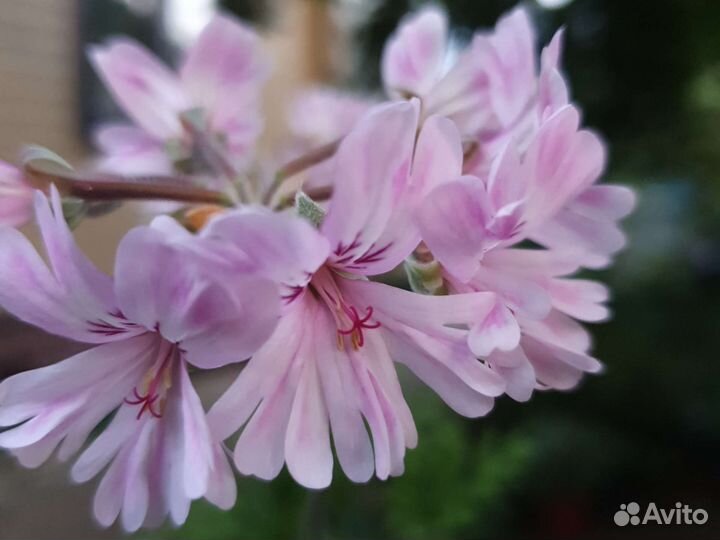 Душистые пеларгонии