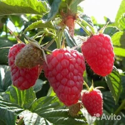 Ремонтантная малина