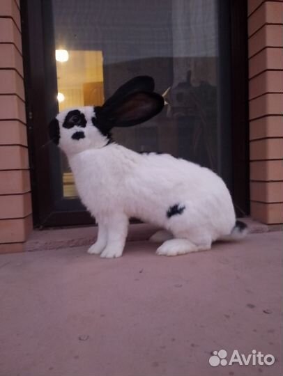 Кролики немецкий пестрый великан