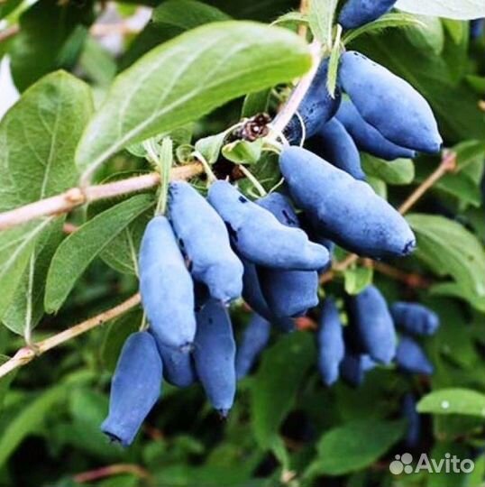 Жимолость разные сорта