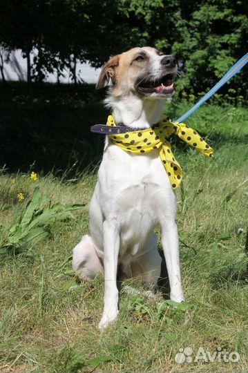 Скарлетт-дружелюбная, мололая собачка ищет дом